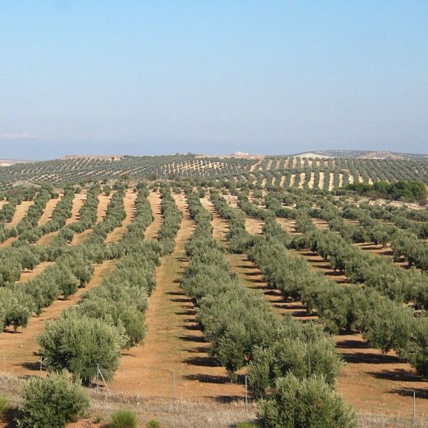 Olive Oil from Spain